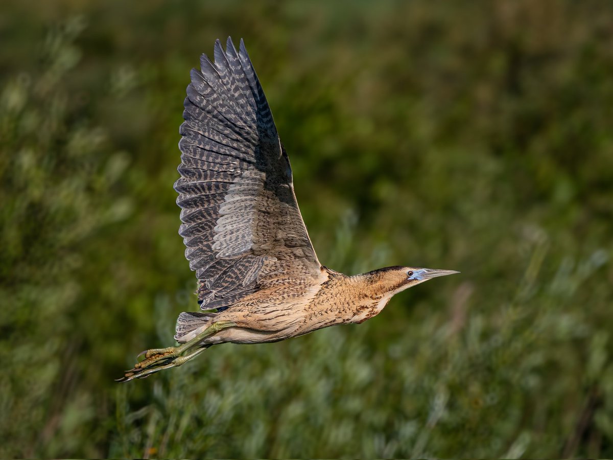 Het is belangrijk om kewtsbare #natuur te koesteren en te beschermen. De natuur laat zien hoe rijk we echt in nederland zijn. Om bewustwording van de biodiversiteit te vergrotem maak ik al tien jaar foto's van de natuur in eigen gemeente. #biodiversiteit