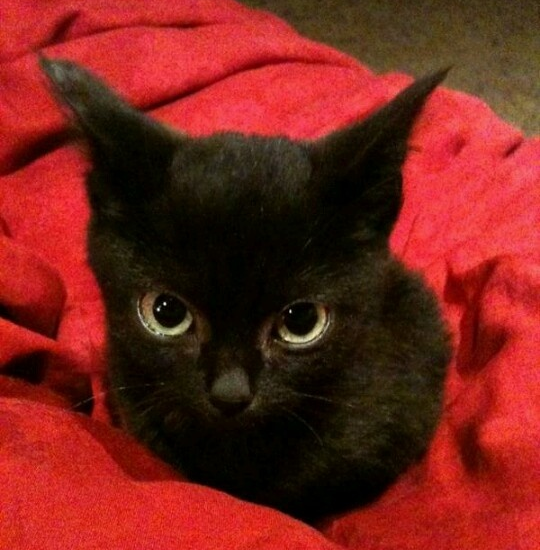 アタリコ 📷🔞 tweet media