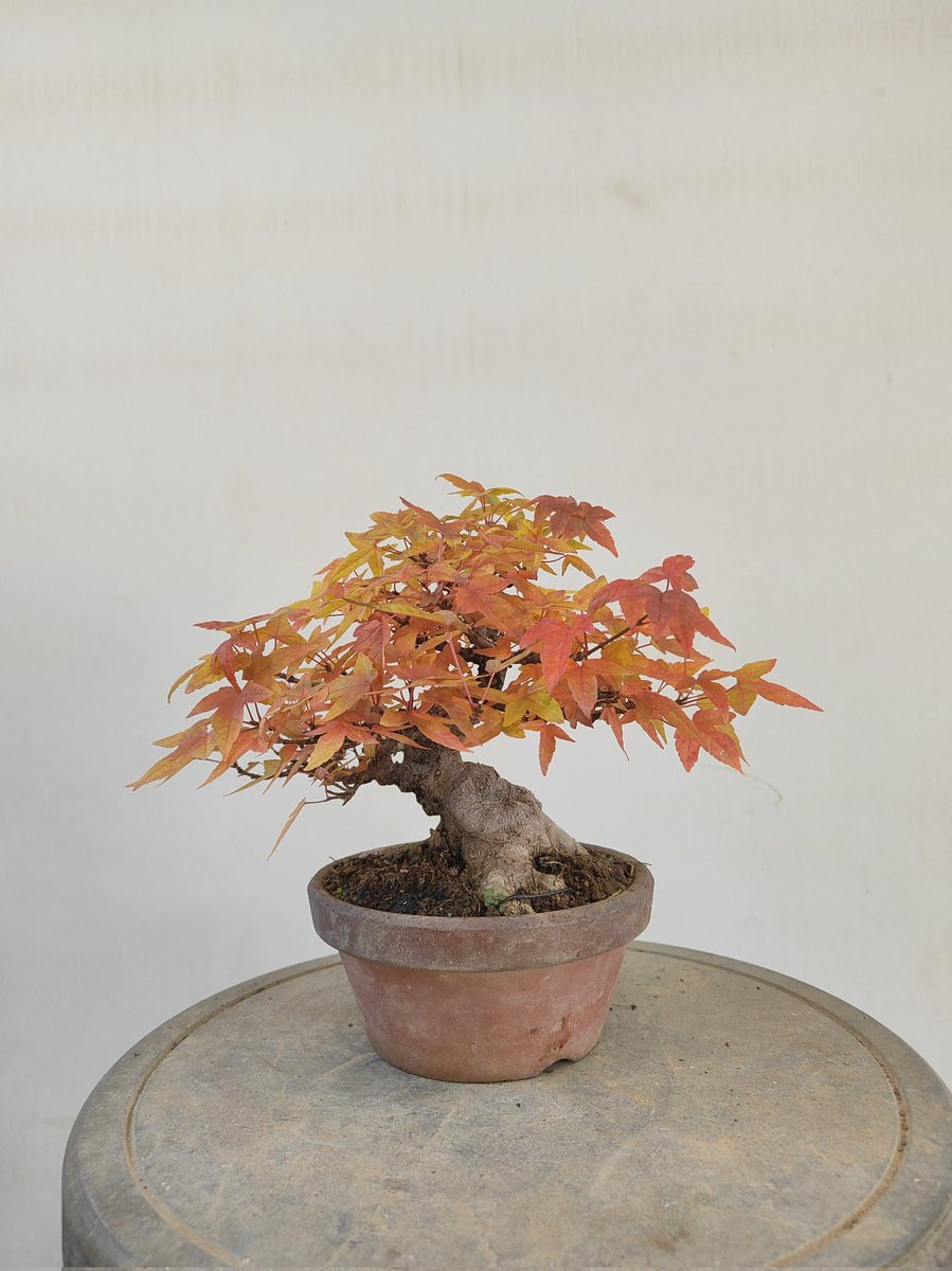hiruma_bonsai's tweet photo. 紅葉と黄葉のグラデーションが綺麗な楓

楓も冬に剪定すると水が出るという話もあるので、泣く泣く紅葉狩りをしました😭

これ、紅葉狩り❓🤣
#紅葉
#剪定
#紅葉狩り https://t.co/r250lYg5Do