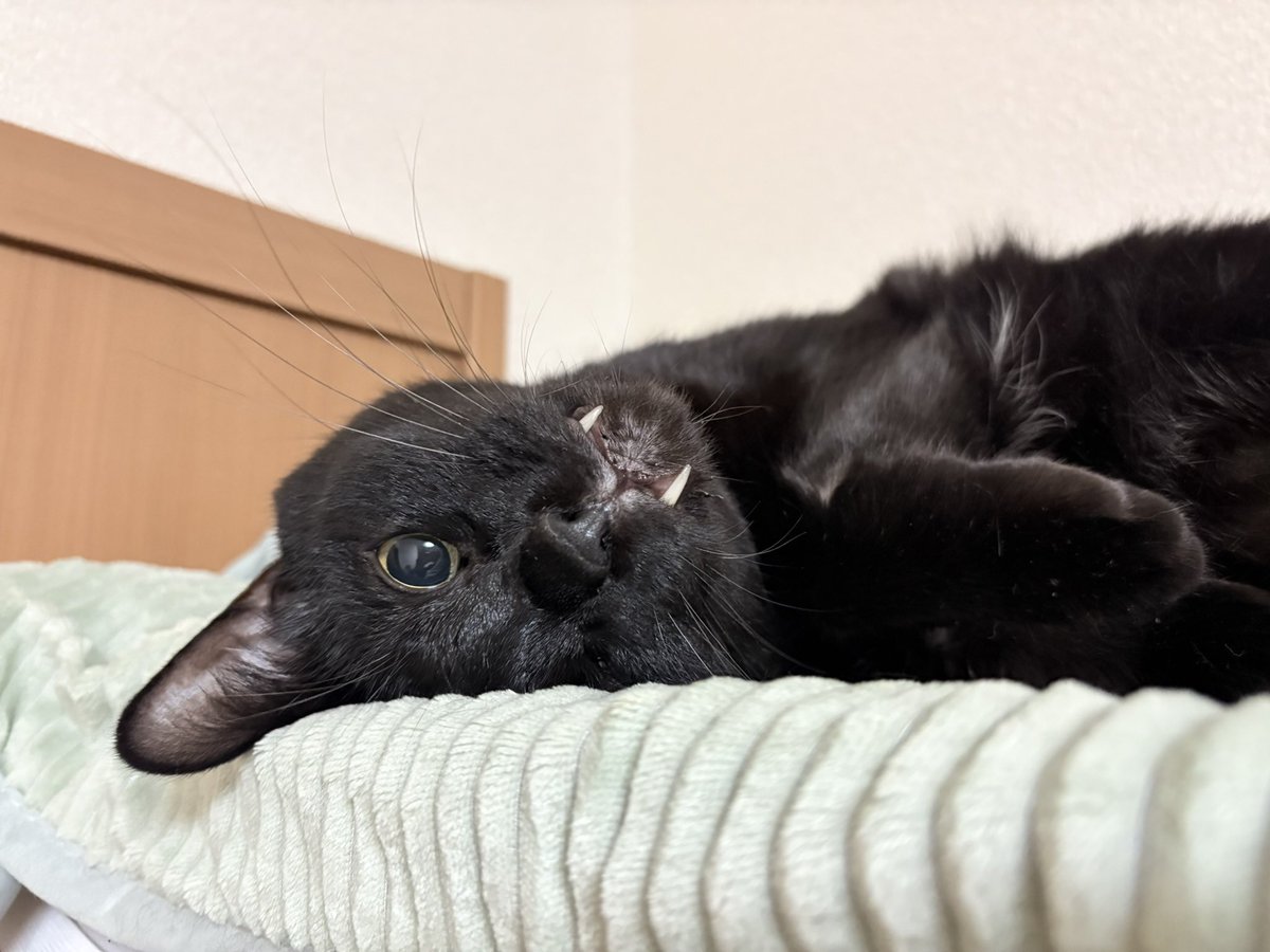 キバチラも可愛いけれど、少し物足りない…もっとたくさんキバが見たい！…そんなときもこれで安心😍