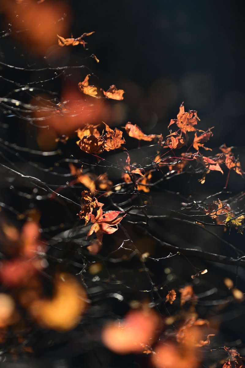 「終わりを告げる灯火」

#mizukiphotocontest2025
#mizukiフォトコン灯