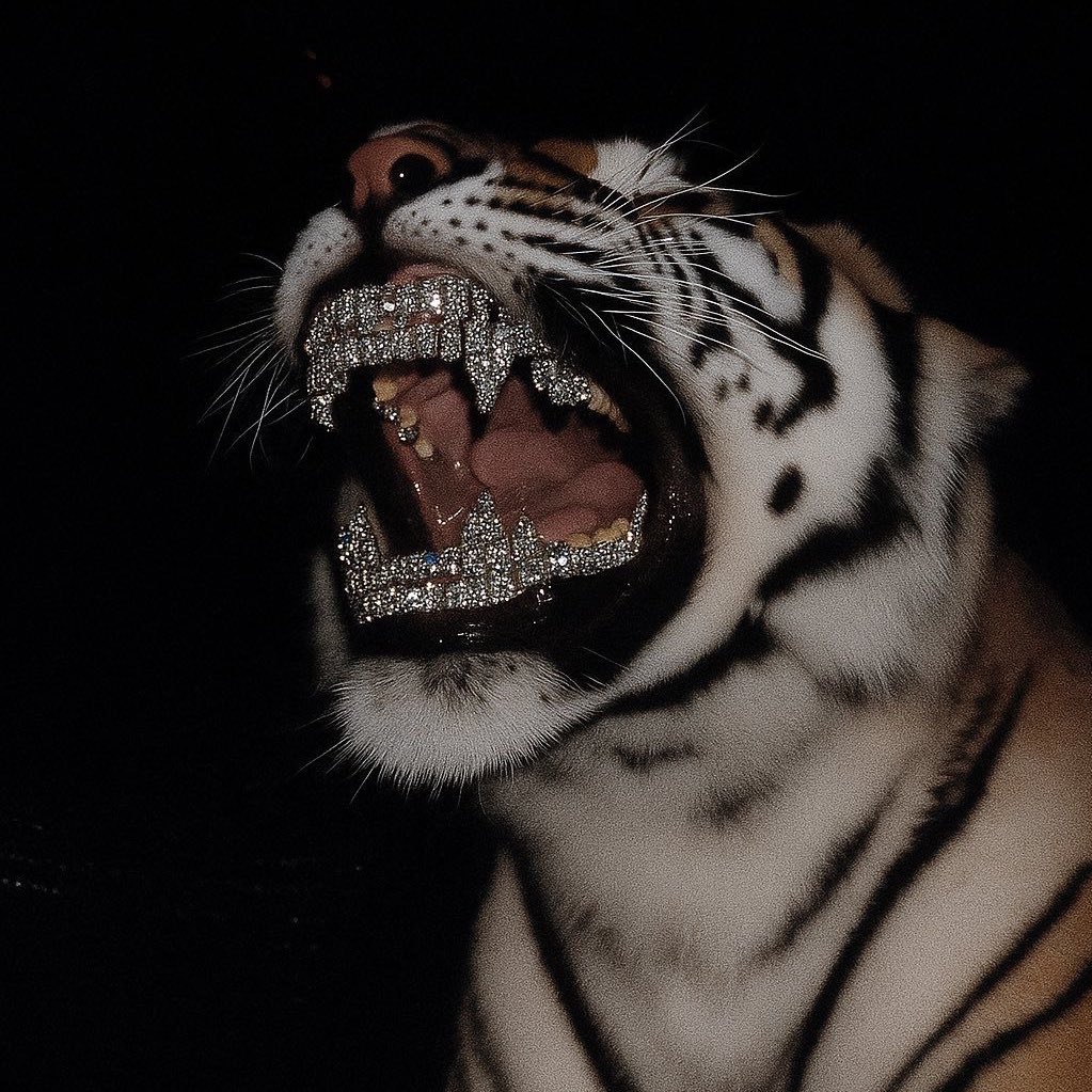 𝑴𝒐𝒏𝒈𝒌𝒐𝒍 tweet media