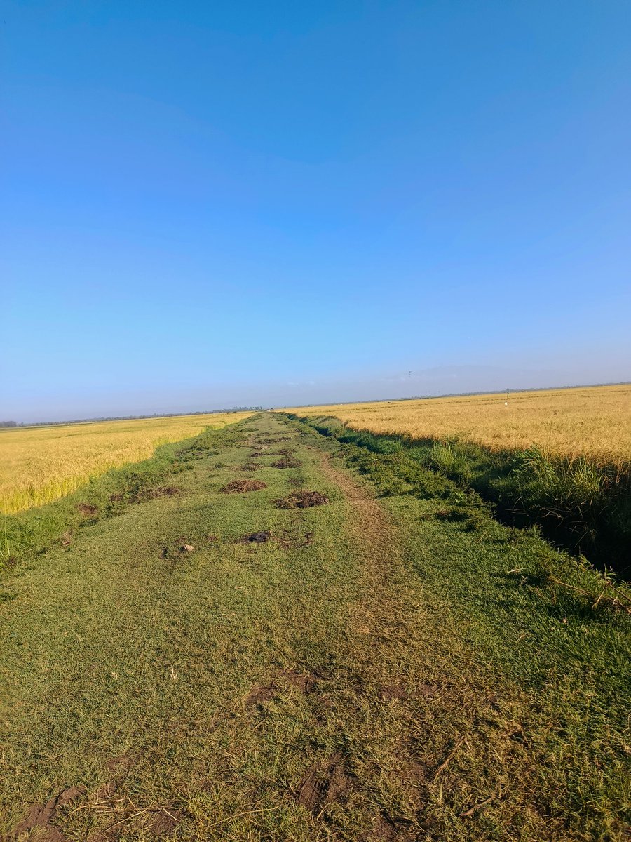 Nyaga_9's tweet image. From Mwea to ECB Technologies (Iconic business plaza 3rd floor room T12) with ❤️.
Good morning from Meldix Pishori Rice 🌾🍚 Prices per kg
Grade 1 Pishori @220
Grade 2 Pishori @170
Brown Pishori @170
Komboka rice @135
Broken rice @85
Dog rice @85
Chicken rice @70
Delivery done…