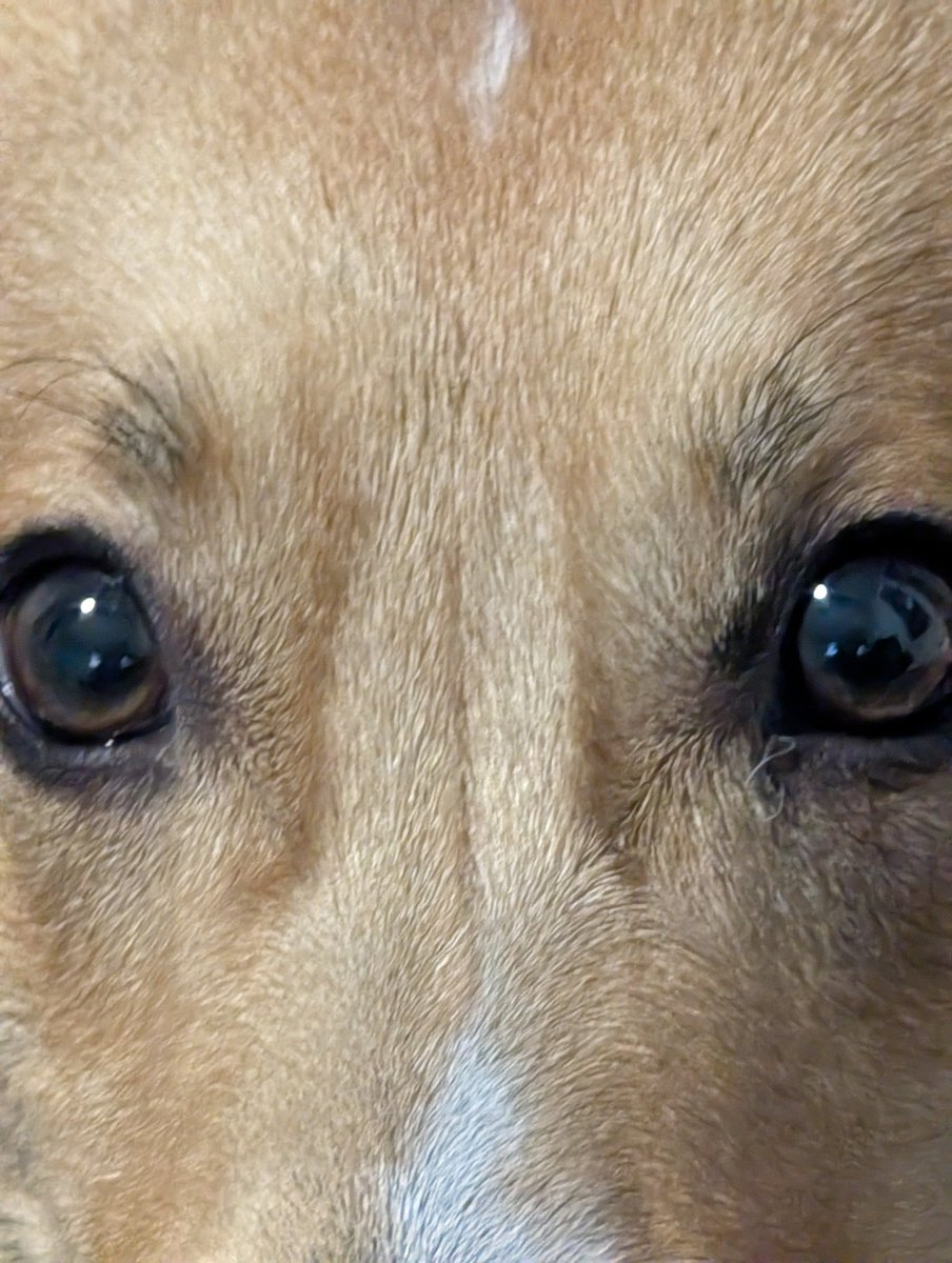 When your gfs dog stares into your soul for a treat and they know theyll convince you to give them one