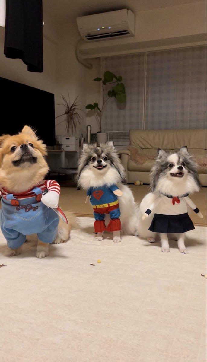 MKitapome's tweet photo. 集合写真がAIっぽいけど…全部アナログ実写です🤣
がんばって並んでくれた3ポメ🐶✨

#双子ポメ #ポメラニアン https://t.co/ePjclasfLf