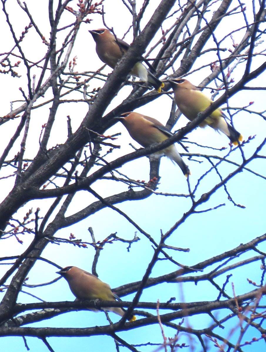 alexmwang1992's tweet image. The cedar waxwings were in the Heather Garden, Fort Tryon Park. @BirdCentralPark #birdcpp
