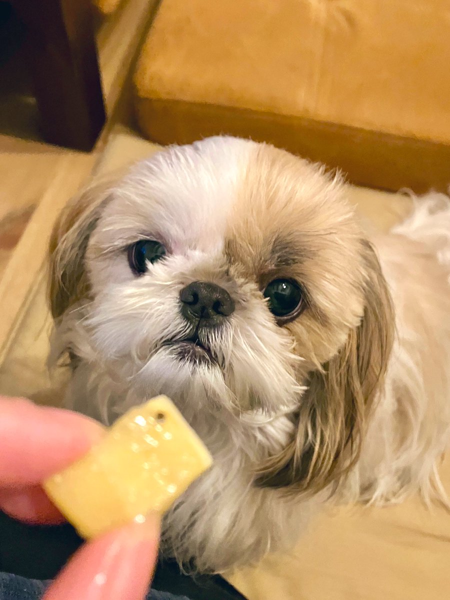 コマちゃん こまちゃん