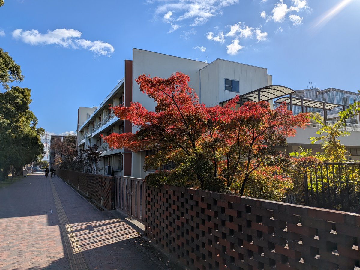 毎年、12月になると色付いてきて、楽しみになる通勤路。JR阪和線杉本町駅の東口を出て（ぼくが院生の頃はなかった出口）、杉本門から杉本キャンパスに入り、物理学の南部陽一郎先生にちなんだ南部ストリートを歩き始めたあたりの右手の光景。大阪も昨日から気温が下がり、今朝はマフラーとともに出勤。