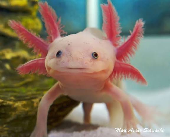 davidrabbit10's tweet photo. @HumansNoContext Axolote https://t.co/kcdSNVYeH2