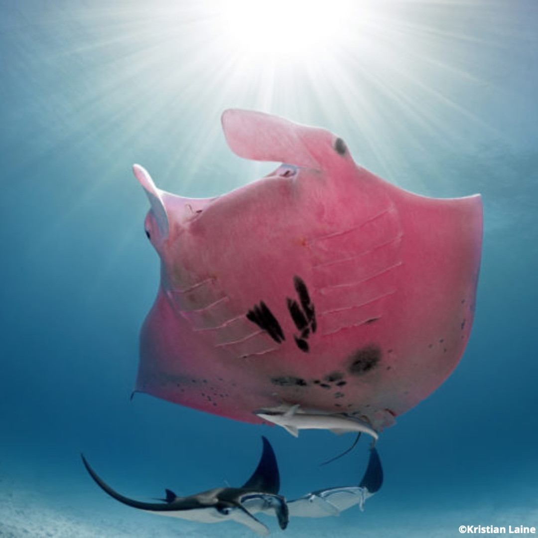 OurOcean's tweet image. A better future for our ocean, forever and for everyone … #ForGood. 💚🩷

Our ocean is pure magic, but it doesn’t take a magic wand to make waves for our blue planet. 🌎

Dive in below to discover all the ways YOU can help us change the future of our ocean for the better! 👇

✨…