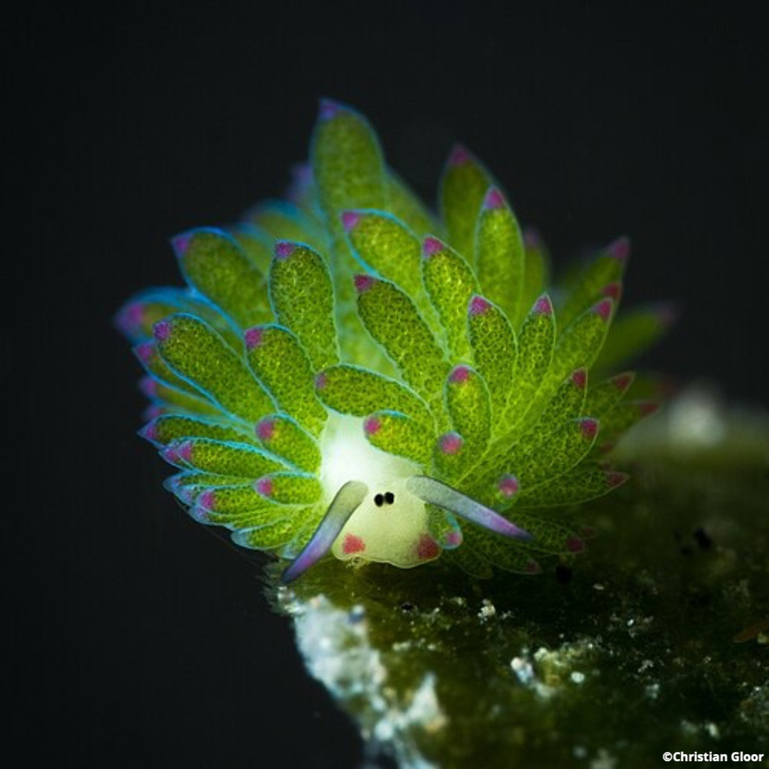 OurOcean's tweet image. A better future for our ocean, forever and for everyone … #ForGood. 💚🩷

Our ocean is pure magic, but it doesn’t take a magic wand to make waves for our blue planet. 🌎

Dive in below to discover all the ways YOU can help us change the future of our ocean for the better! 👇

✨…