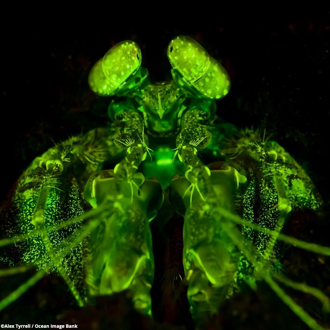 OurOcean's tweet image. A better future for our ocean, forever and for everyone … #ForGood. 💚🩷

Our ocean is pure magic, but it doesn’t take a magic wand to make waves for our blue planet. 🌎

Dive in below to discover all the ways YOU can help us change the future of our ocean for the better! 👇

✨…