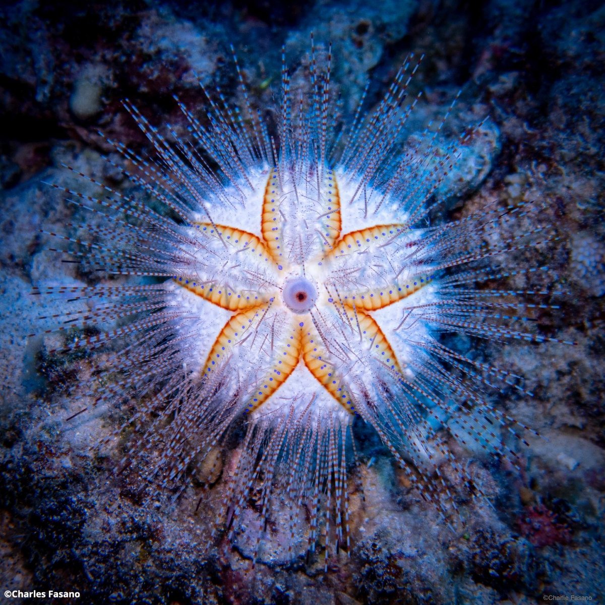 OurOcean's tweet image. A better future for our ocean, forever and for everyone … #ForGood. 💚🩷

Our ocean is pure magic, but it doesn’t take a magic wand to make waves for our blue planet. 🌎

Dive in below to discover all the ways YOU can help us change the future of our ocean for the better! 👇

✨…