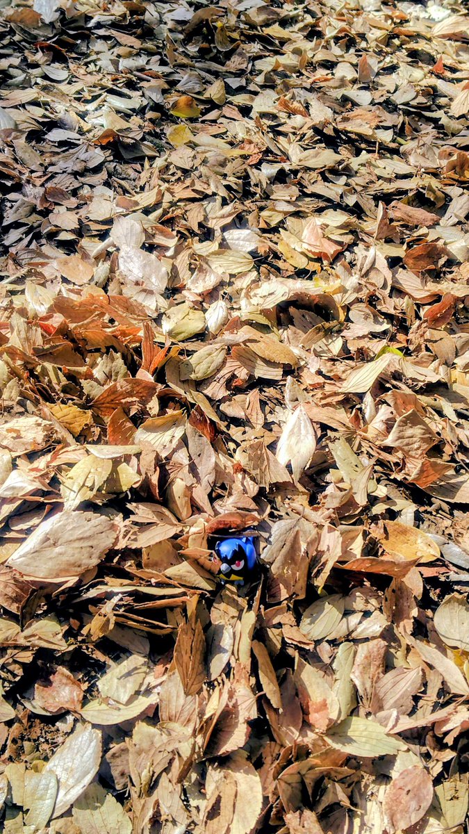 かくれんぼしよ‼️