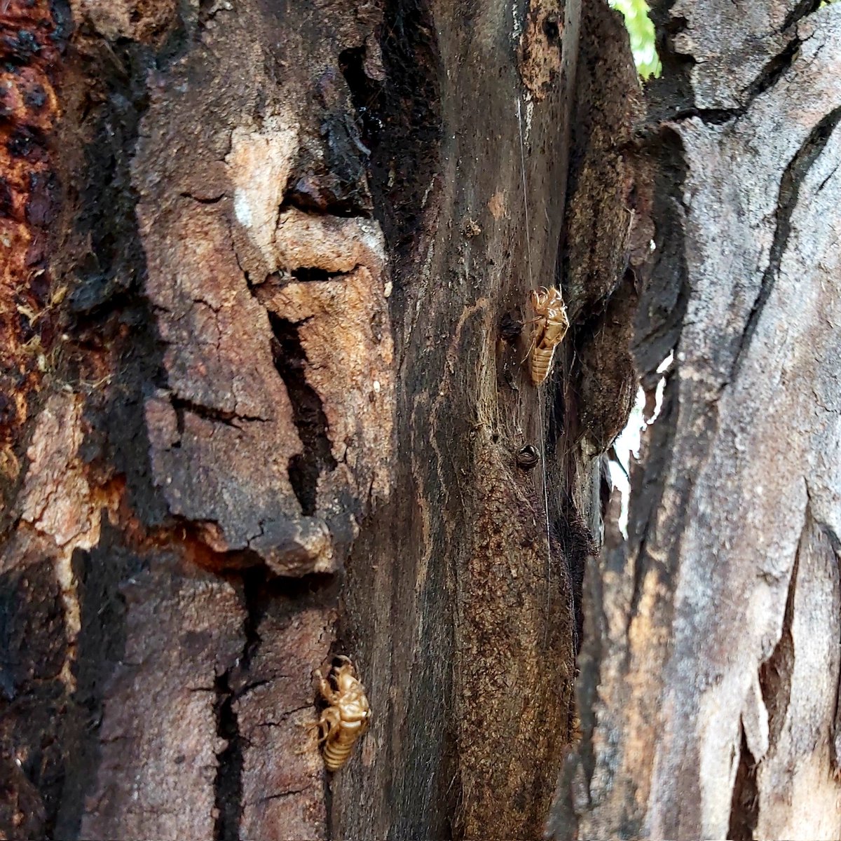 Discovered a large group of #cicada chrysalis' last week #InsectThursday #Canberra #Summer