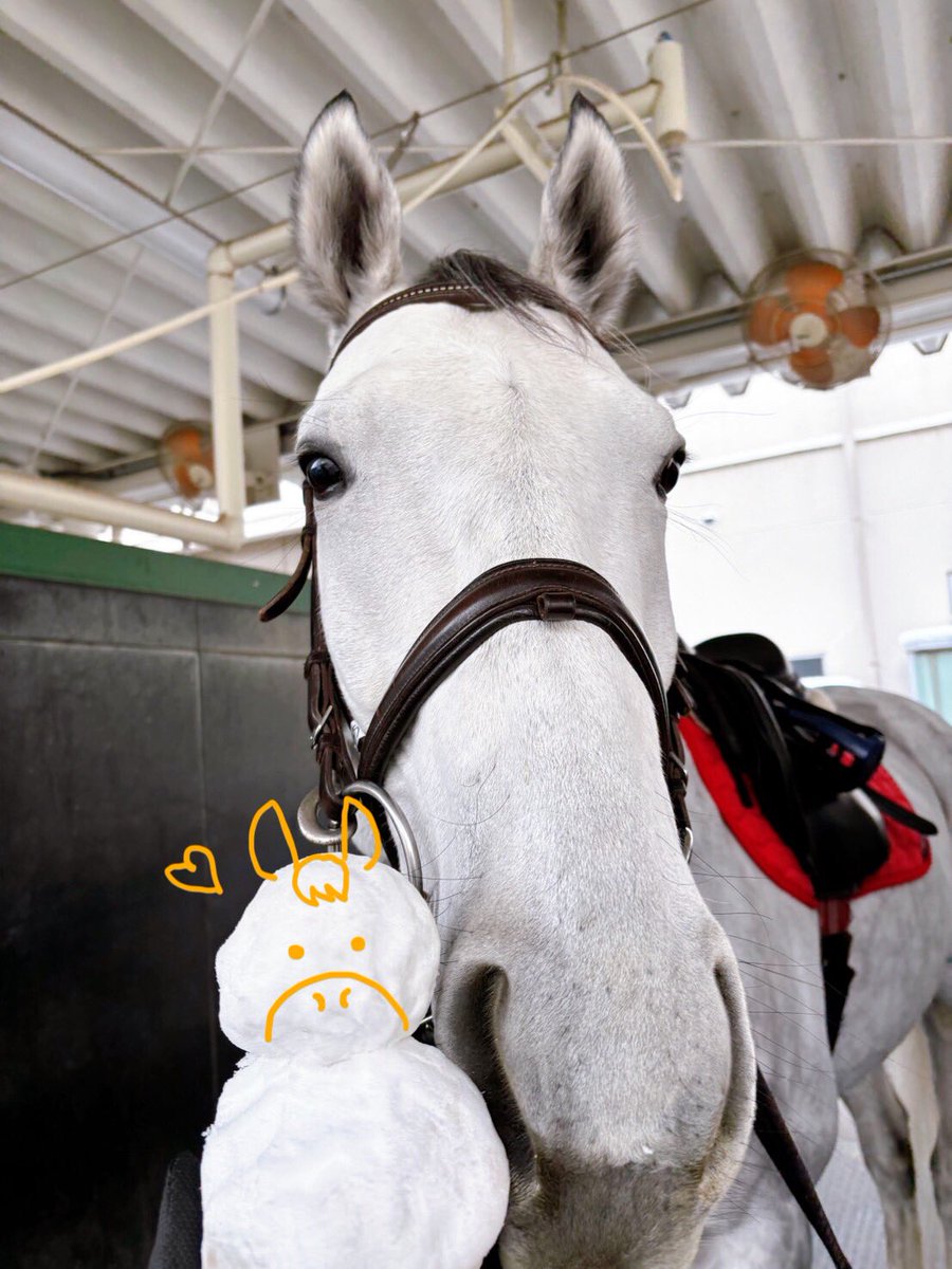 こんにちは！福島競馬場です❄️ 本日、福島競馬場は一面の銀世界