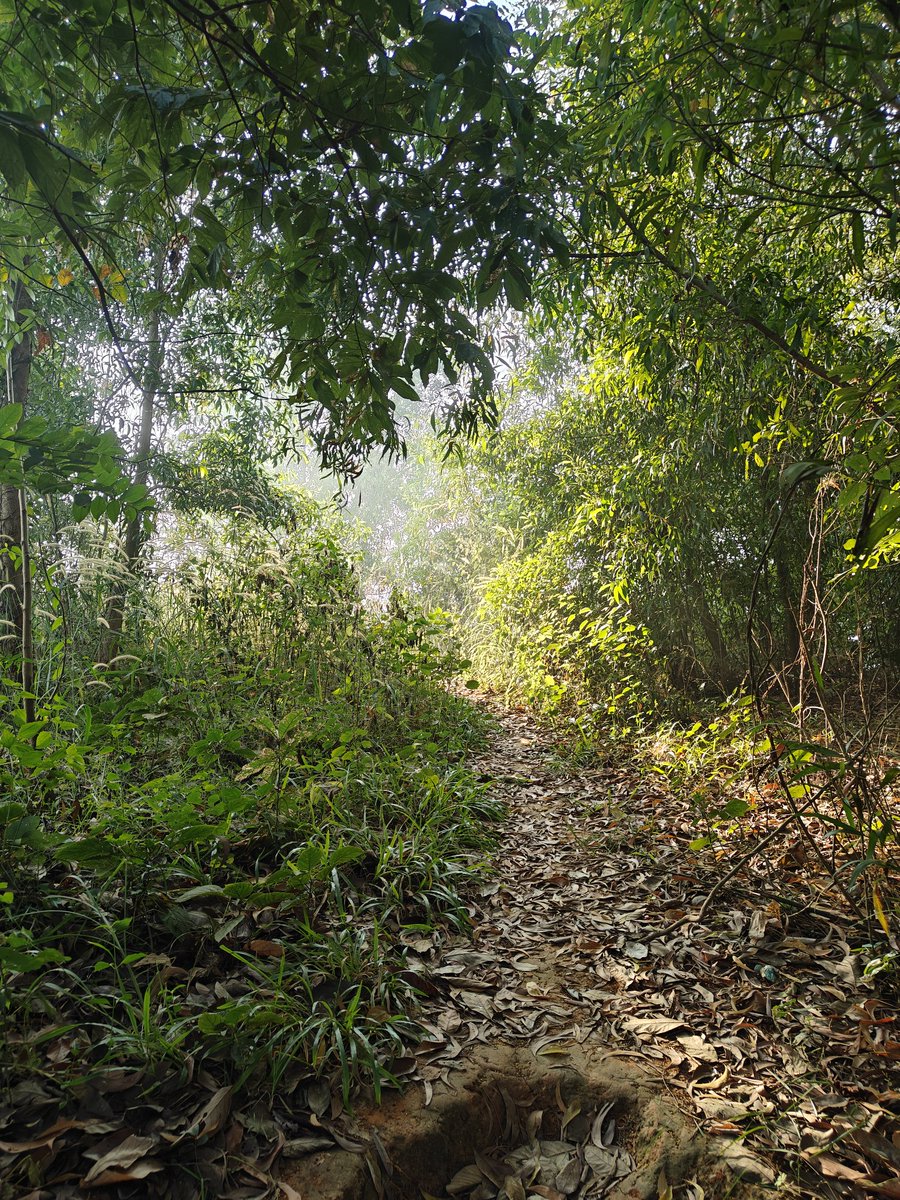 Forest bathing/shinrin-yoku is mindful practice of immersing in nature by using all ur senses to relax and improve well-being. It originated in Japan in '80s to reduce stress and combat health issues linked to modern life &amp; involves slow, contemplative walks.

#Today'sMorning