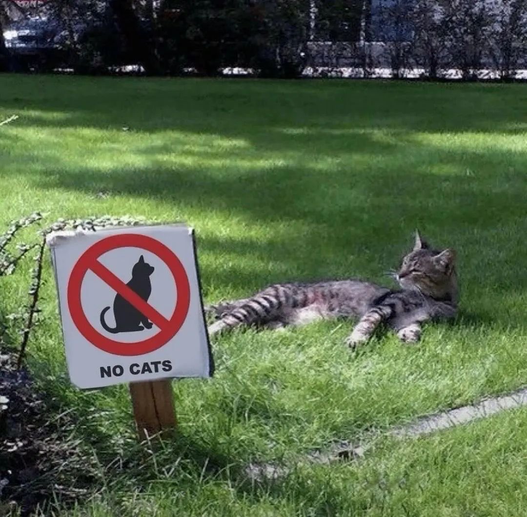 NoCatsNoLife_m's tweet photo. https://t.co/0ohDP695rD