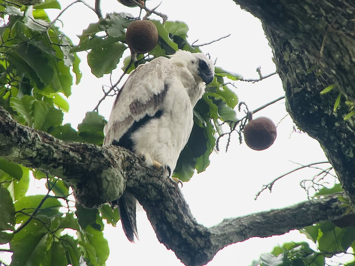 OrioleBirding's tweet photo. A fantastic day for our Peru group visiting a Harpy Eagle nest in the lower Amazonian reaches of the Manu Road. A long trip to get there and a tense two hour wait to find the now fledged chick in the nest vicinity but eventually mega views! https://t.co/OsDxsrH6eW