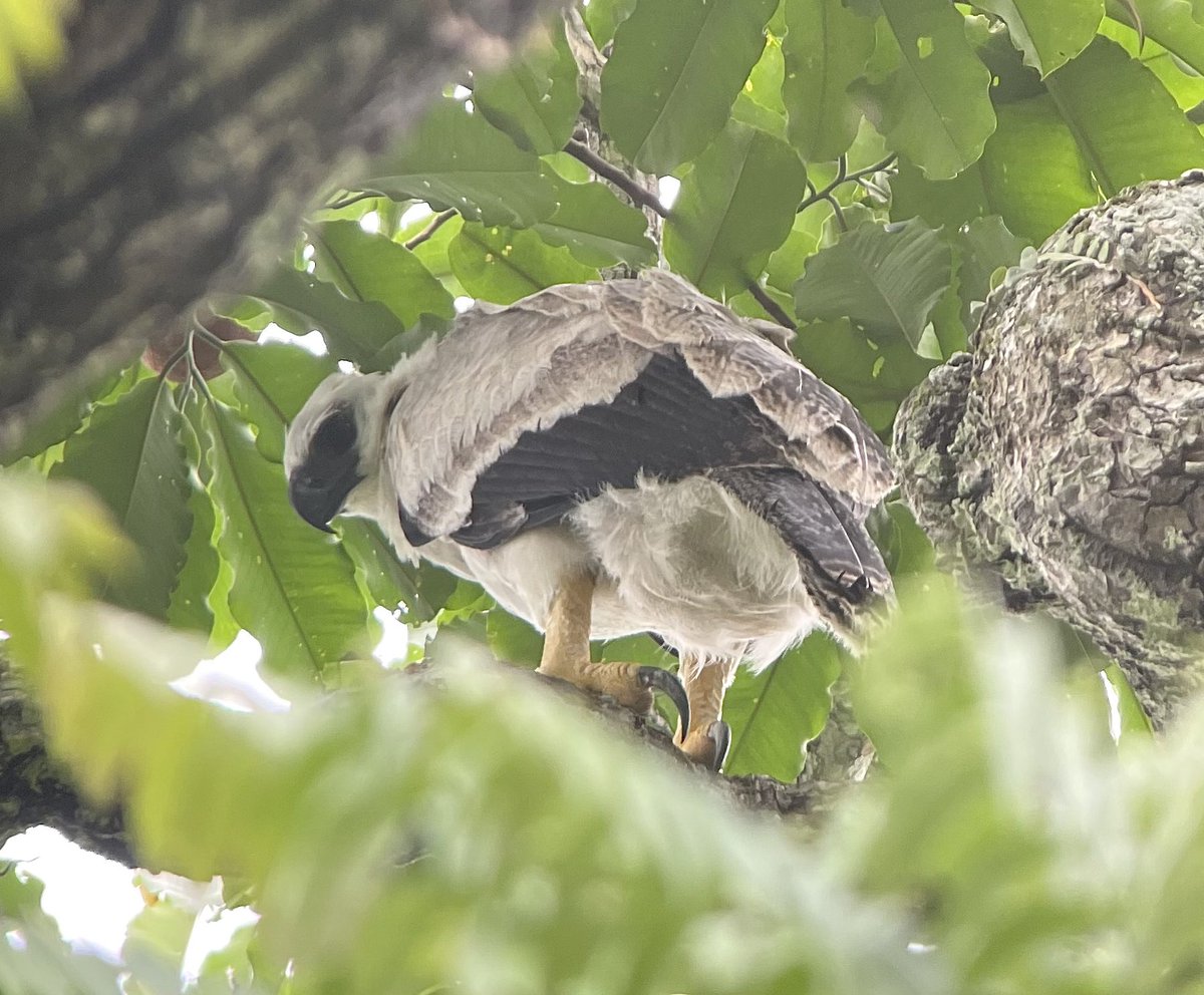 OrioleBirding's tweet photo. A fantastic day for our Peru group visiting a Harpy Eagle nest in the lower Amazonian reaches of the Manu Road. A long trip to get there and a tense two hour wait to find the now fledged chick in the nest vicinity but eventually mega views! https://t.co/OsDxsrH6eW