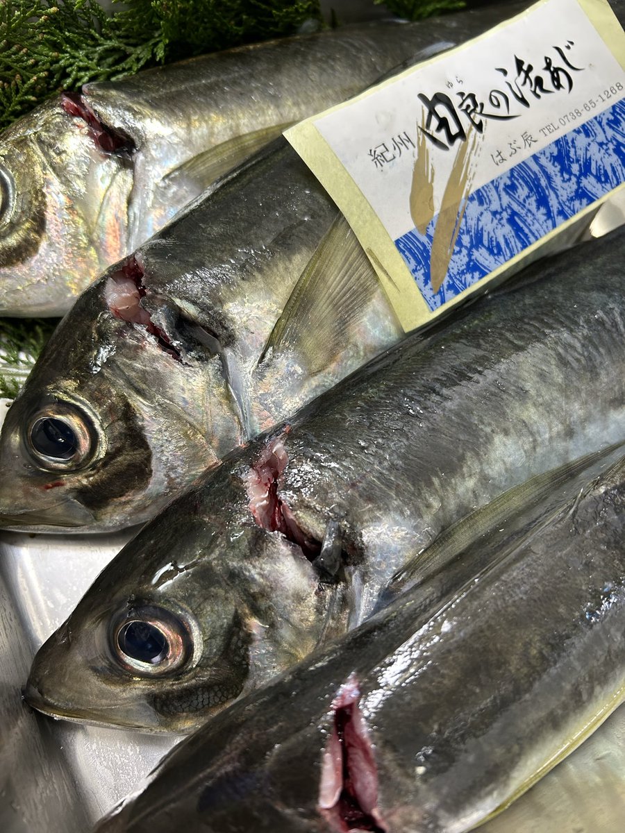 魚虎 うおとら (@uotora2024) / Posts / X