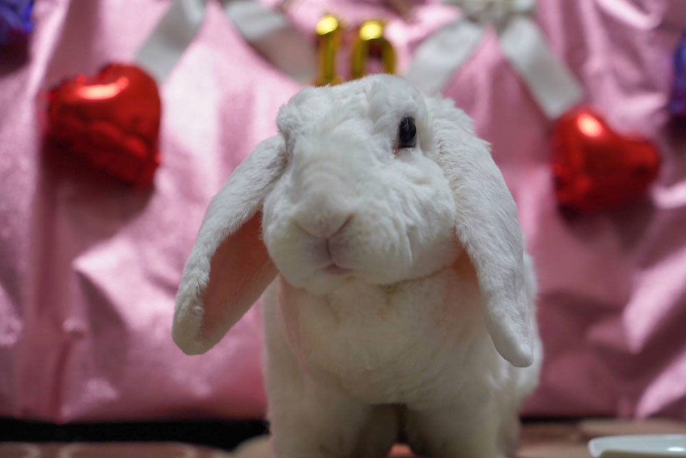 うさぎ専門店ココロのおうち (@kokoro_info) / Posts / X