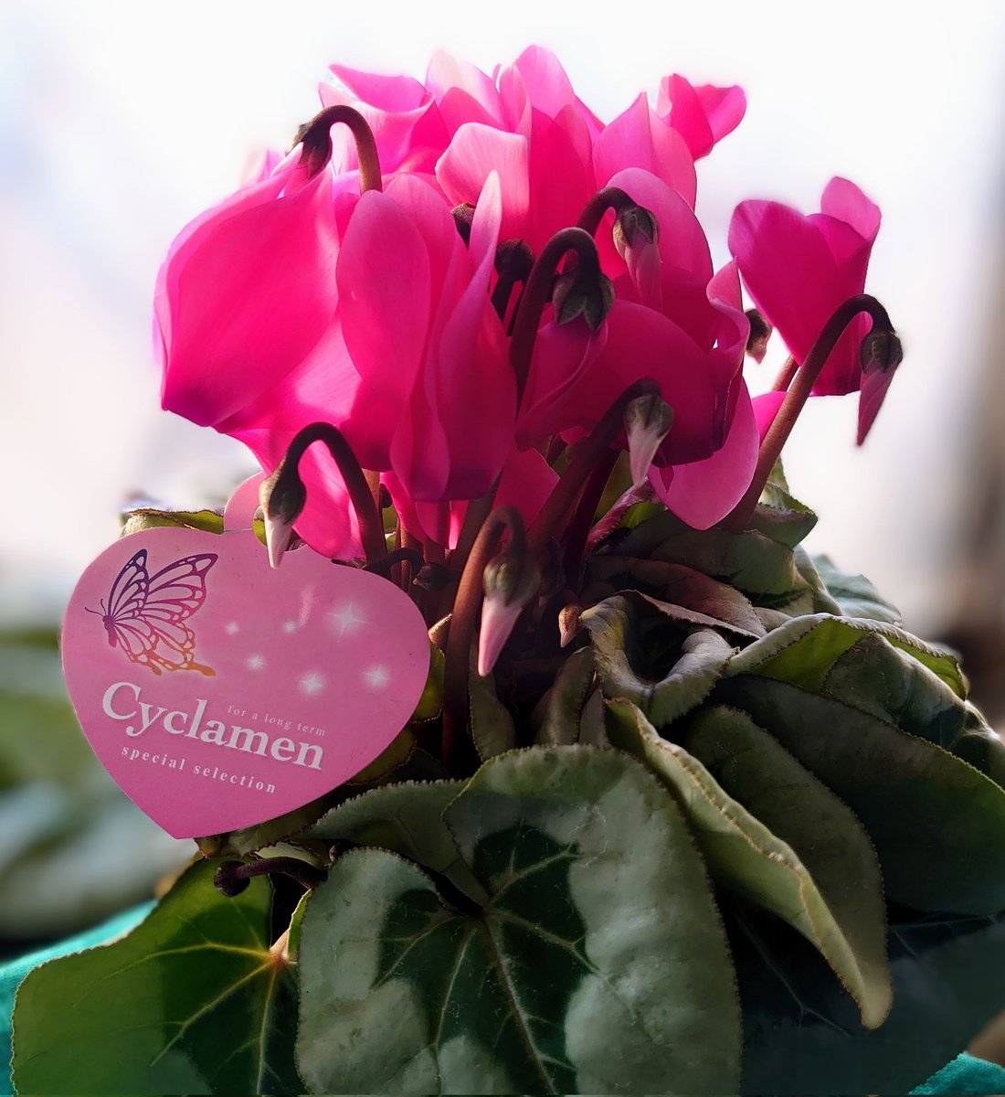 🌴今日は12月4日㈭🎄🦌 旧暦 十月十五日🌝