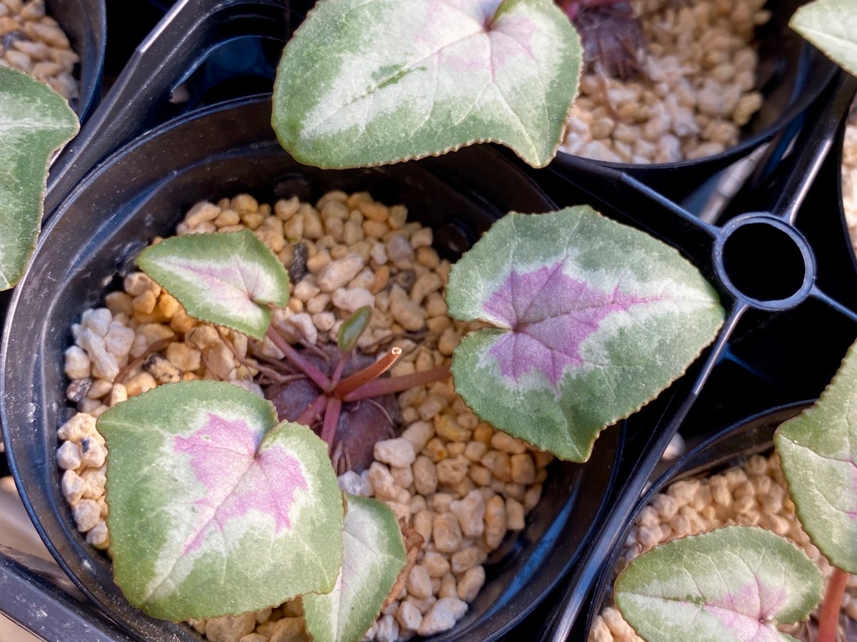 覆輪が美しい朝顔の苗 ✦つぼみ付き開花苗 一苗 Amazon | タキイ種苗