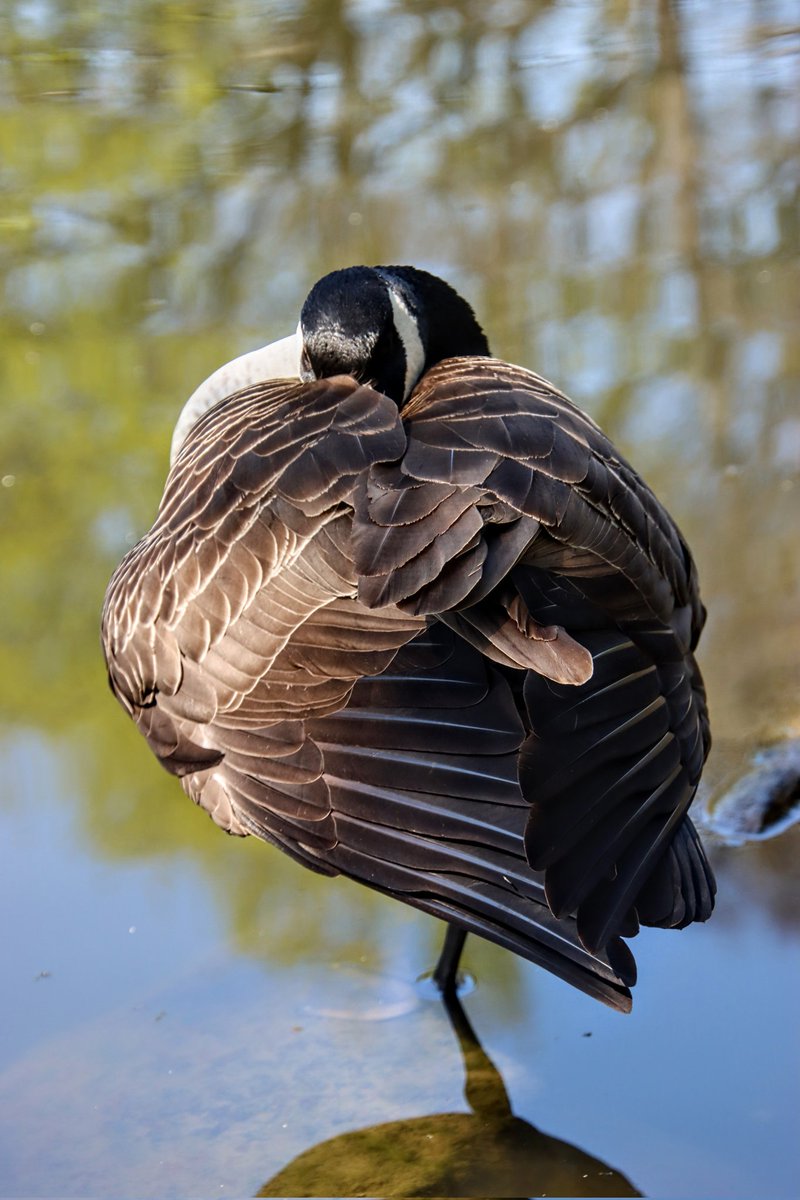 <a href="/DailyPicTheme2/">Daily Picture Theme</a> #DailyPictureTheme
#Goose.
📸