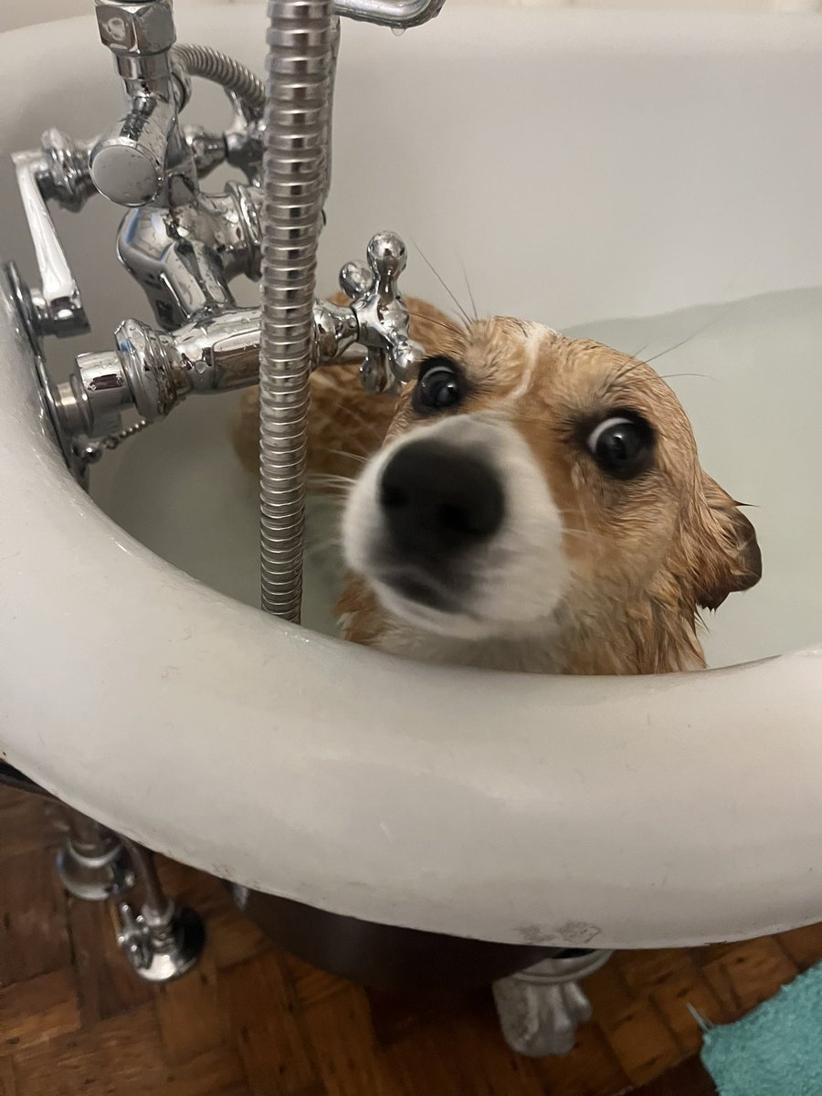 tinyducks's tweet photo. basil corgi beach day aftermath https://t.co/7JrpuxmLGC