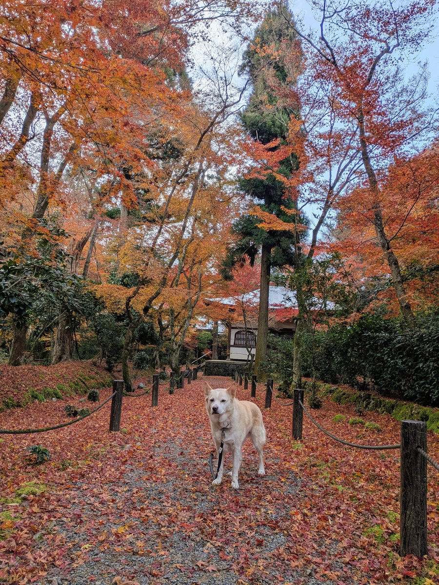 jizoin1367's tweet photo. 【くうちゃんの紅葉🍁情報2025】おはようございます。今年は、昨日の拝観時間中に風が吹いて、人が通りながらの散りモミジとなりましたので、「朝起きてらドサッと積もっていた」という現象にはなりませんでした。今朝の状況がこんな感じです。粉雪が降って寒くなりました。 https://t.co/pp72fJdoKr