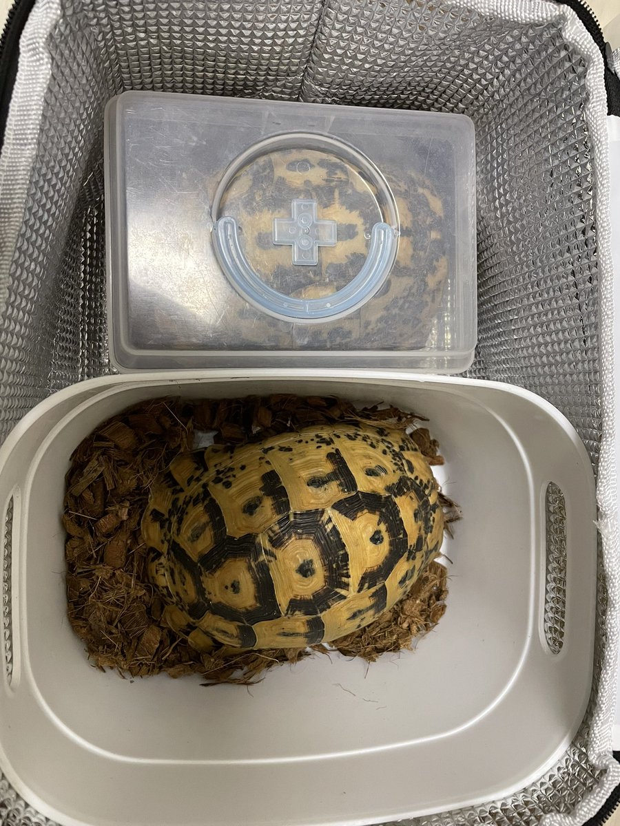 昨日は予定通り通院へ。原虫もかなりの数いたようで駆虫しました。
今朝から線虫祭りが開催されています😓

#キレナイカギリシャリクガメ
#キレーネギリシャリクガメ