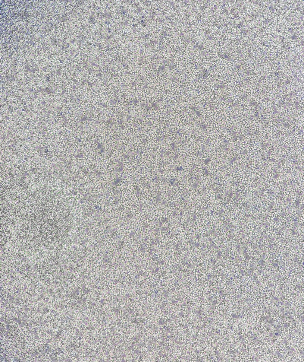 Kellie Wise tweet media