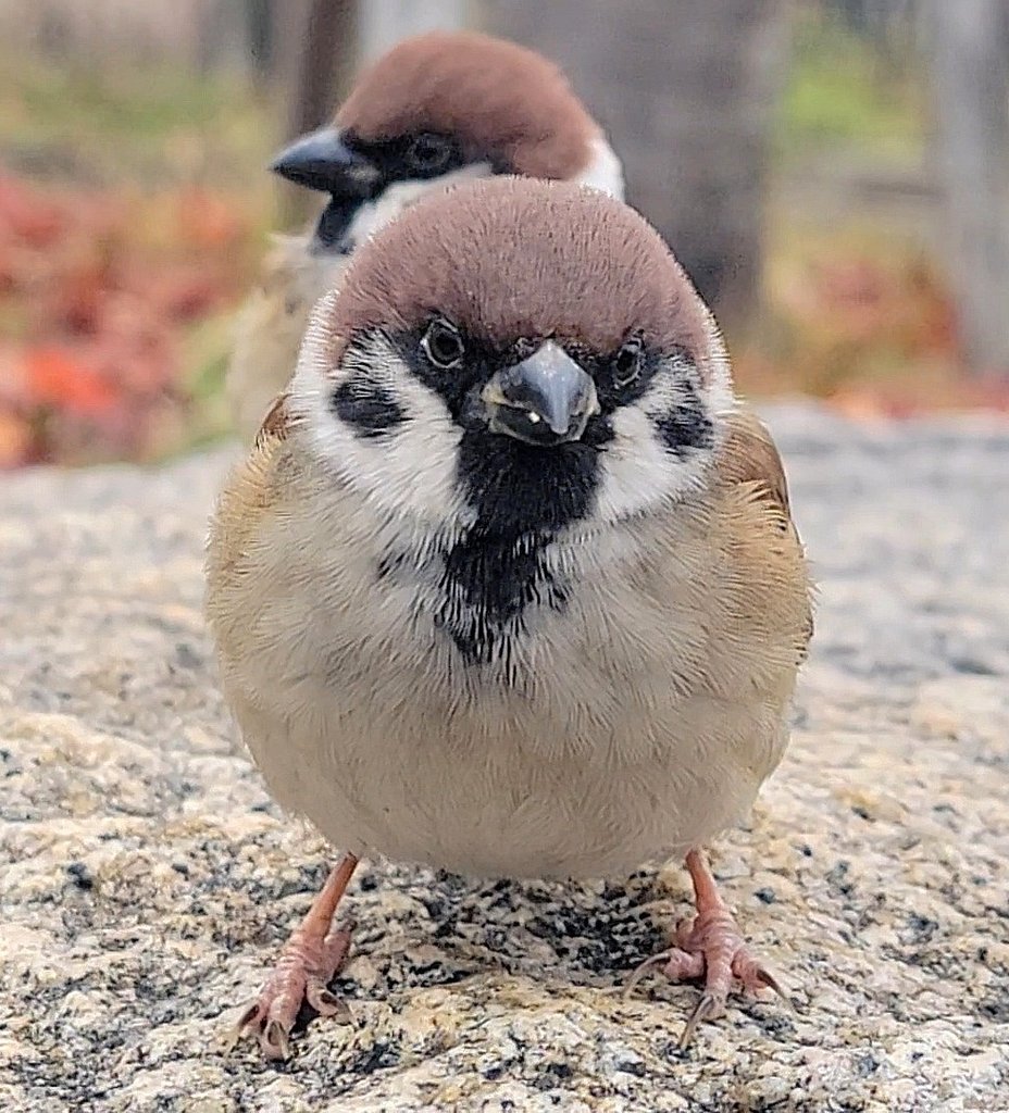 ピピピ (@pi_pipi33) / Posts / X