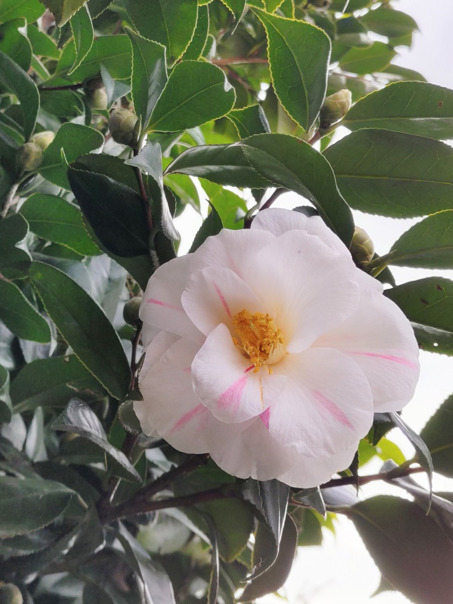 corocoore's tweet image. おはようございます❁.*･ﾟ

 #ツバキ   #椿