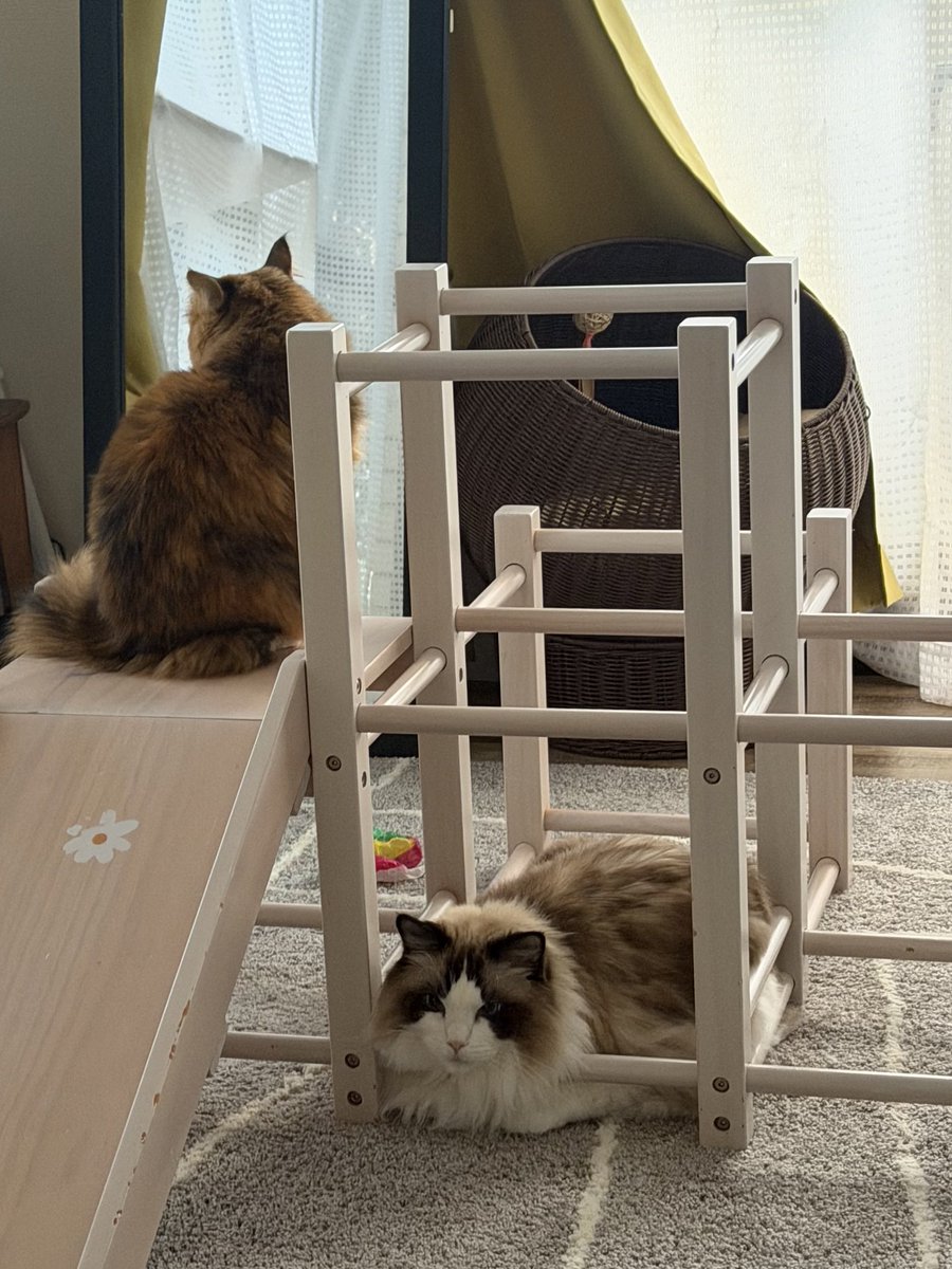 麦とろろ (@tororororo0203) / Posts / X