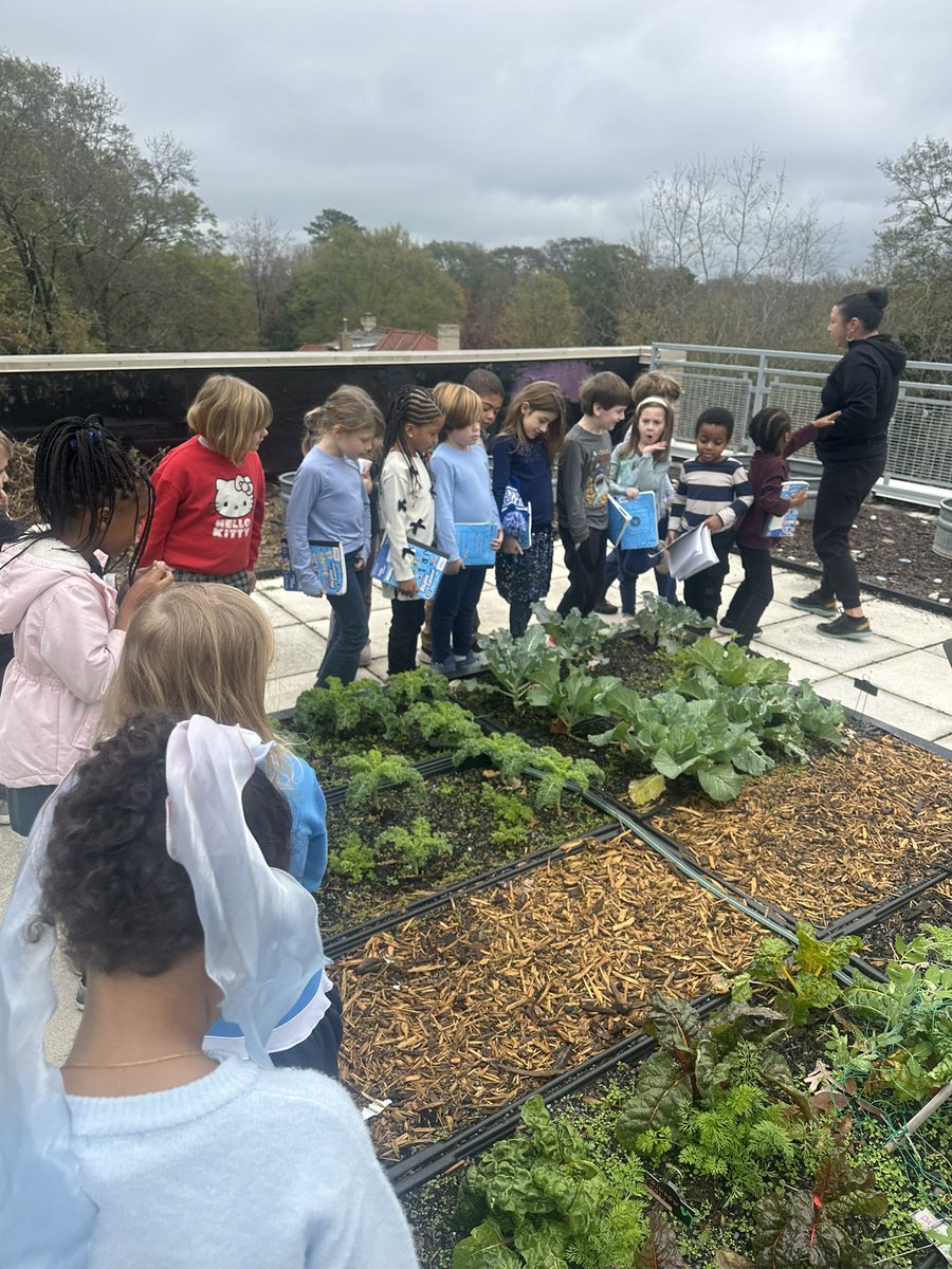 STEMbieda's tweet image. Our first graders are deep in their PBL with @KSulchek —investigating which flowers attract pollinators and designing a mural to show what we should plant based on height. 🌼🐝 Seeing them use science, art, and data to guide our garden choices is pure magic! 🌱🎨 @APS_SPARK…