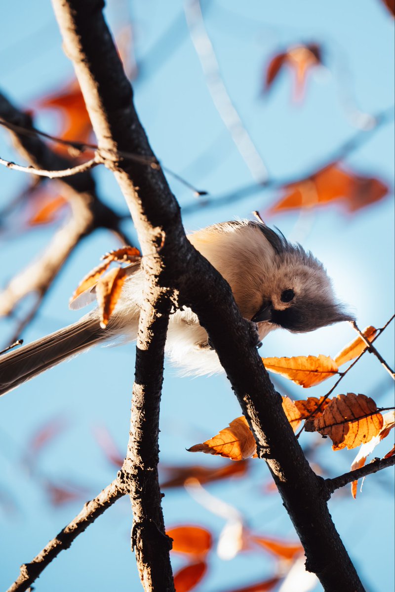 JamisonJPhoto's tweet image. This little guy looks so friendly 🐥 Can you name this species? 

#fujifilm #birdcpp #wildlifephotography