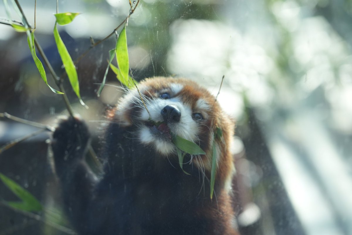 アヅ＠咲弥ちゃんガチ勢 (@adz_redpanda) / Posts / X