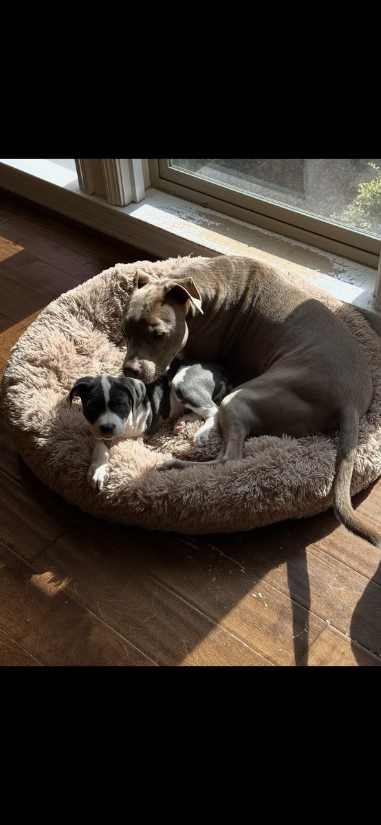 Corby Davidson tweet media