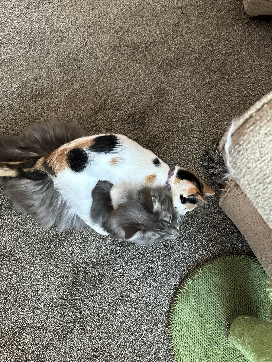 Mo 🤸🏻‍♀️ tweet media