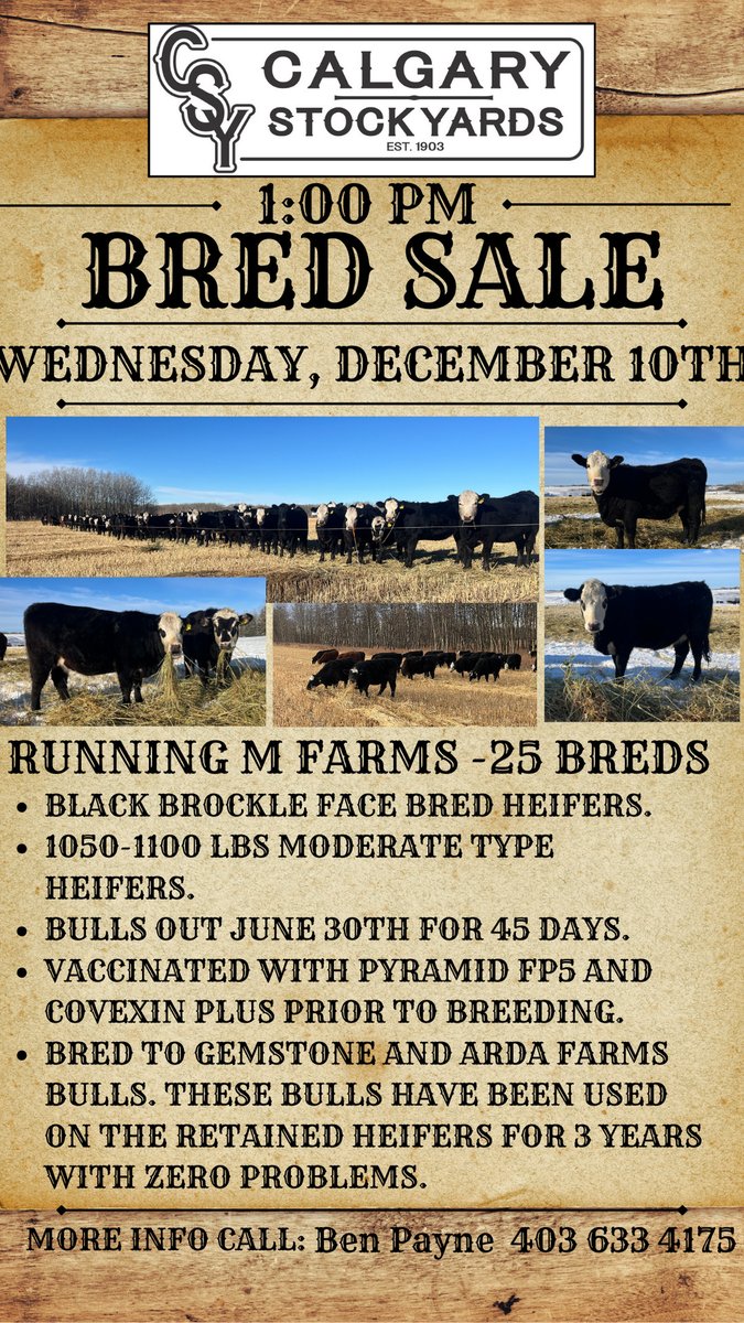 CSYStrathmore's tweet image. Regular Cattle Sale, Thursday, December 4th - 9:00 AM,
800 cattle including:
500 Calves, Yearlings, Cows &amp;amp; Bulls and Receiving, call one of our Field Representatives!

Upcoming Bred Sale Wednesday,
December 10th.
Online Live bidding at teamauctionsales.com for our Bred Sales.