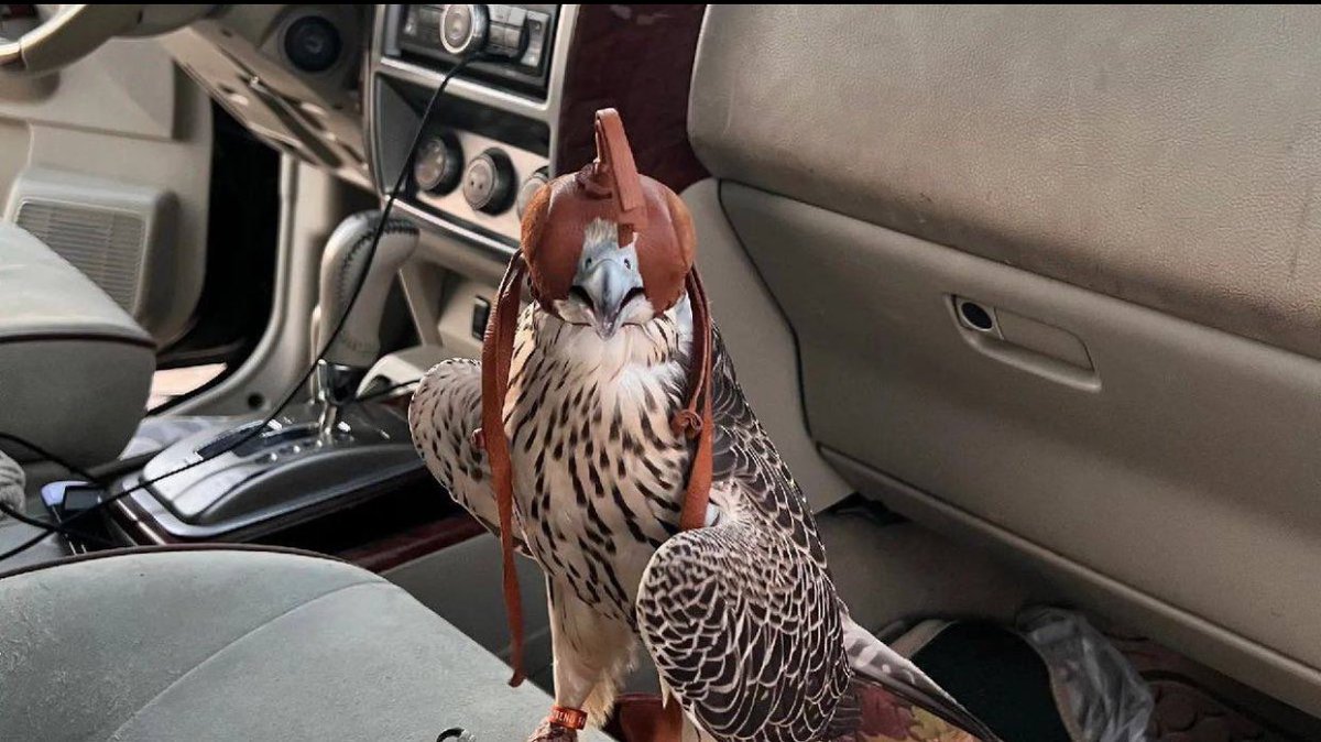 غـزلان tweet media