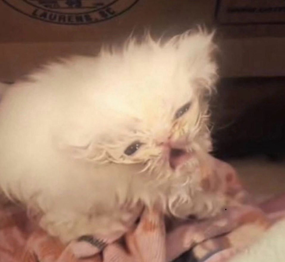 cómo va la semana?

yo: