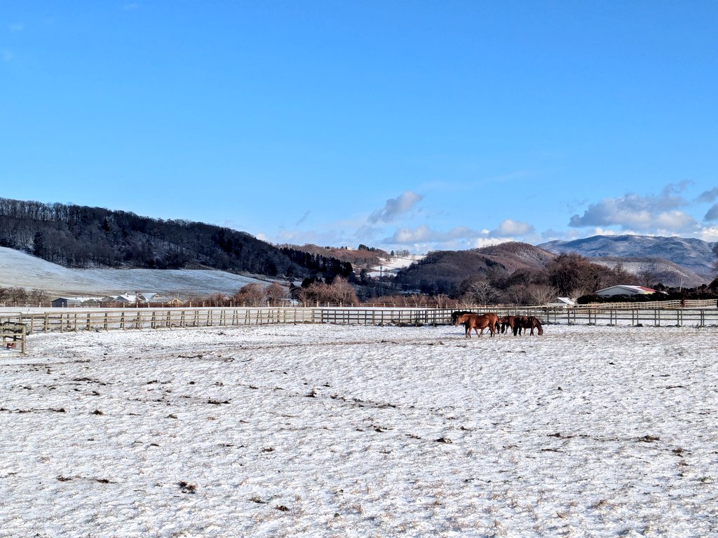 ミッドドドドドドド🇯🇵🇦🇪🇭🇰11/30ジャパンカップ (@midnightbet