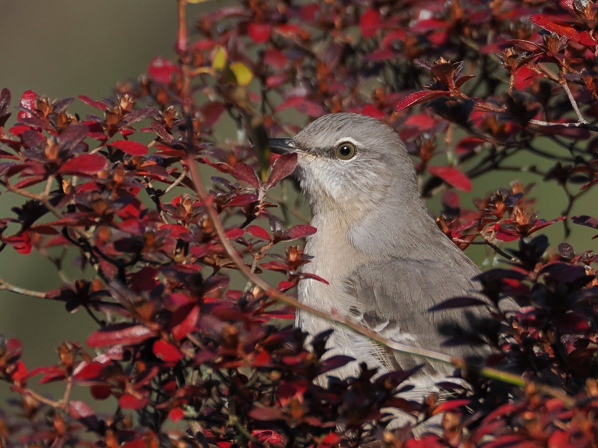 Daily #Mockingbird peaking out of a pretty red bush this morning at the Moravian Cemetery #birdwatching #BirdsSeenIn2025 12/03/25