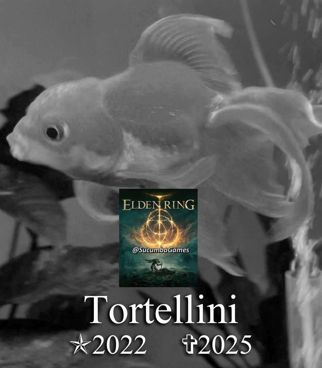 Tortellini, o Peixinho-dourado que se tornou uma lenda após derrotar alguns dos “chefes mais difíceis” de Elden Ring, faleceu aos 3 aninhos de idade.

O Youtuber e dono, PointCrow, anunciou a notícia do falecimento em seu canal: “Ele viveu uma vida boa pra caramba... Tenho