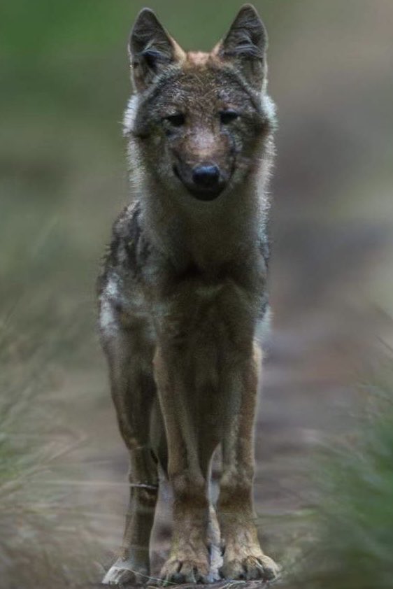 Wolven in Utrecht tweet media