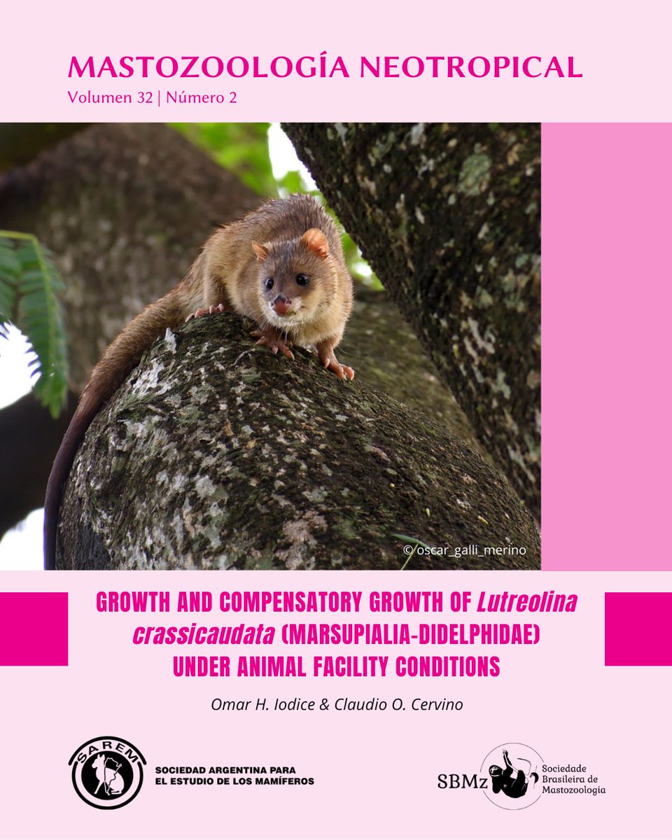 Mastozoologia Neotropical tweet media