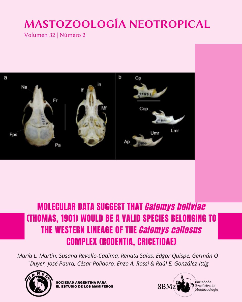 Mastozoologia Neotropical tweet media